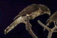 鳳頭蒼鷹藏品圖，第1張
